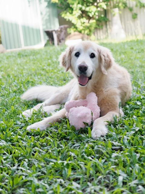 IN LOVING MEMORY OF BAILEY